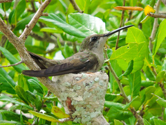 Chrysolampis mosquitus