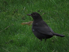 Turdus merula