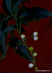 Magnoliopsida