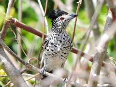 Thamnophilus doliatus capistratus