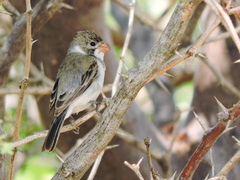 Sporophila albogularis