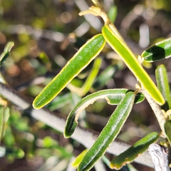 Atamisquea emarginata