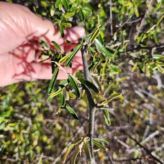 Atamisquea emarginata