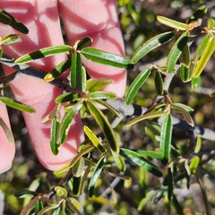 Atamisquea emarginata