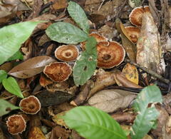 Sanguinoderma