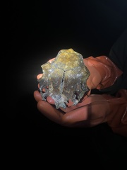 Odocoileus hemionus sitkensis