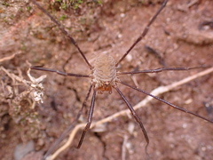Bunochelis spinifera