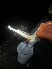 Odocoileus hemionus sitkensis