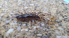 Allothereua maculata