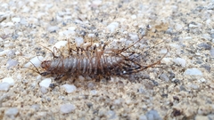 Allothereua maculata