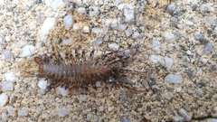 Allothereua maculata
