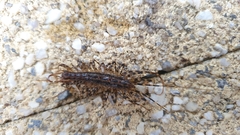 Allothereua maculata