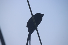 Crotophaga sulcirostris