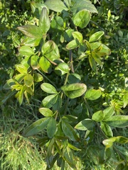 Chrysojasminum humile