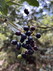 Viburnum tinoides