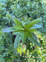 Chrysojasminum humile