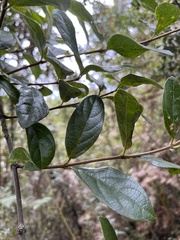 Viburnum tinoides