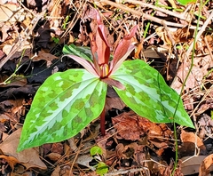 Trillium underwoodii