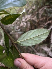Viburnum tinoides