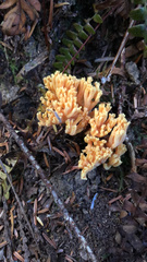 Ramaria formosa