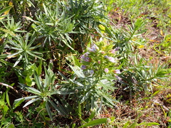 Echium aculeatum
