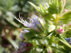 Echium aculeatum