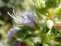 Echium aculeatum