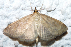 Anania fuscalis