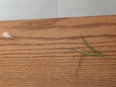 Bothriochloa laguroides