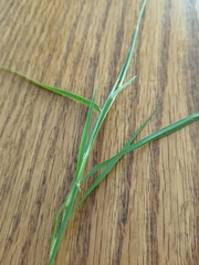 Bothriochloa laguroides