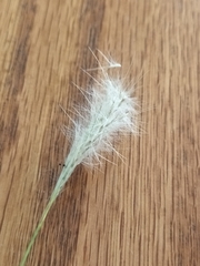 Bothriochloa laguroides