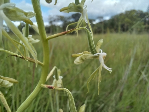 Habenaria schimperiana image