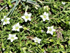 Arenaria