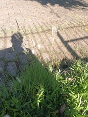 Bothriochloa laguroides