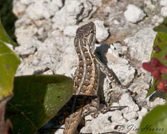 Sceloporus cozumelae
