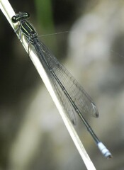 Apanisagrion