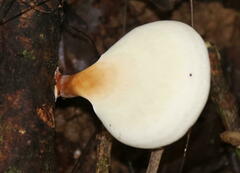 Microporellus