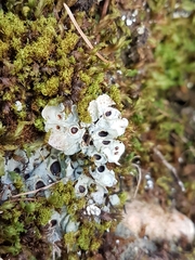 Solorina saccata