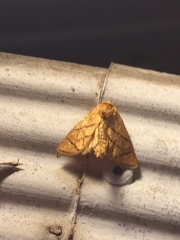 Apoda y-inversa