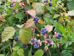 Rubus caesius