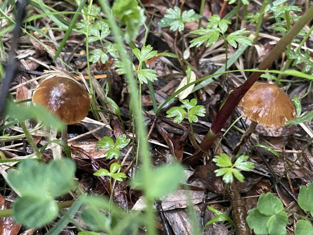 Pholiotina sp. 'CO01'