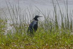 Egretta ardesiaca