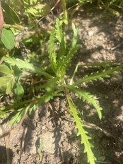 Layia platyglossa