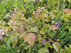 Rubus caesius