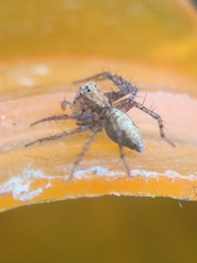 Oxyopes aglossus