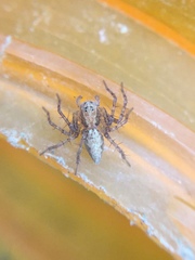 Oxyopes aglossus