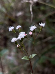 Ageratina gracilis