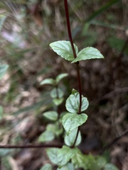Ageratina gracilis