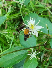 Pterallastes thoracicus