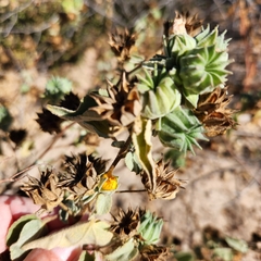 Abutilon californicum